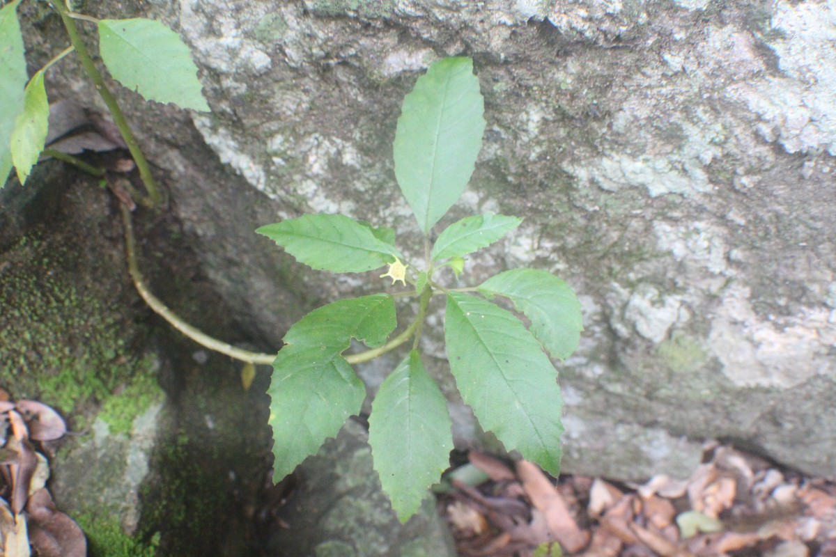 Dorstenia indica Wight